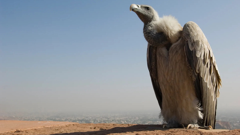 Long-billed Vulture (Gyps indicus) on the ramparts of Mehrangarh Fort, Jodhpur, Rajasthan, India